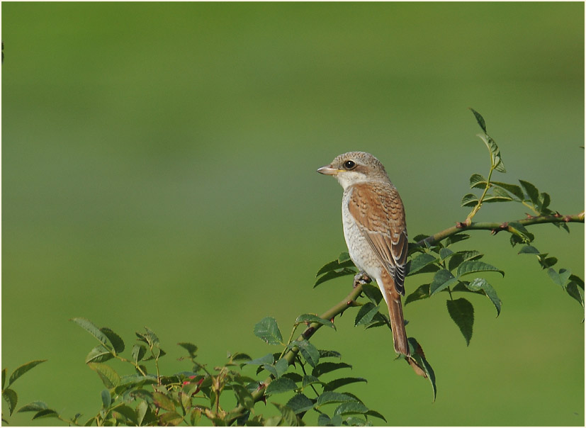 Neuntöter am Rückhaltebecken nähe Flughafen Düsseldorf