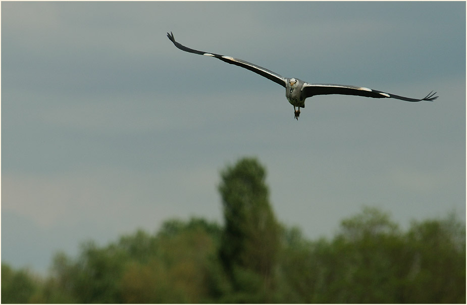 Graureiher am Rückhaltebecken nähe Flughafen Düsseldorf