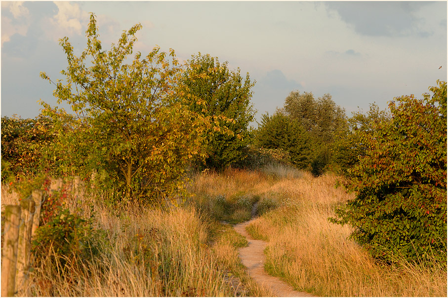 Am Rückhaltebecken nähe Flughafen Düsseldorf