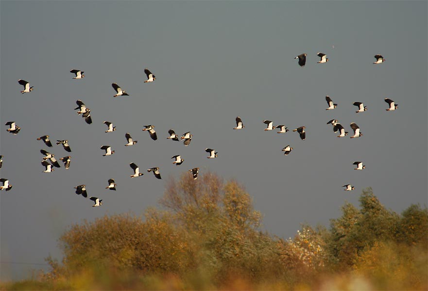 Kiebitzschwarm am Regenr&uuml;ckhaltebecken Flughafen D&uuml;sseldorf