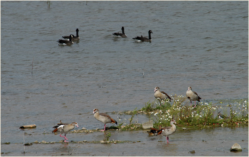 Am Regenr&uuml;ckhaltebecken Flughafen D&uuml;sseldorf