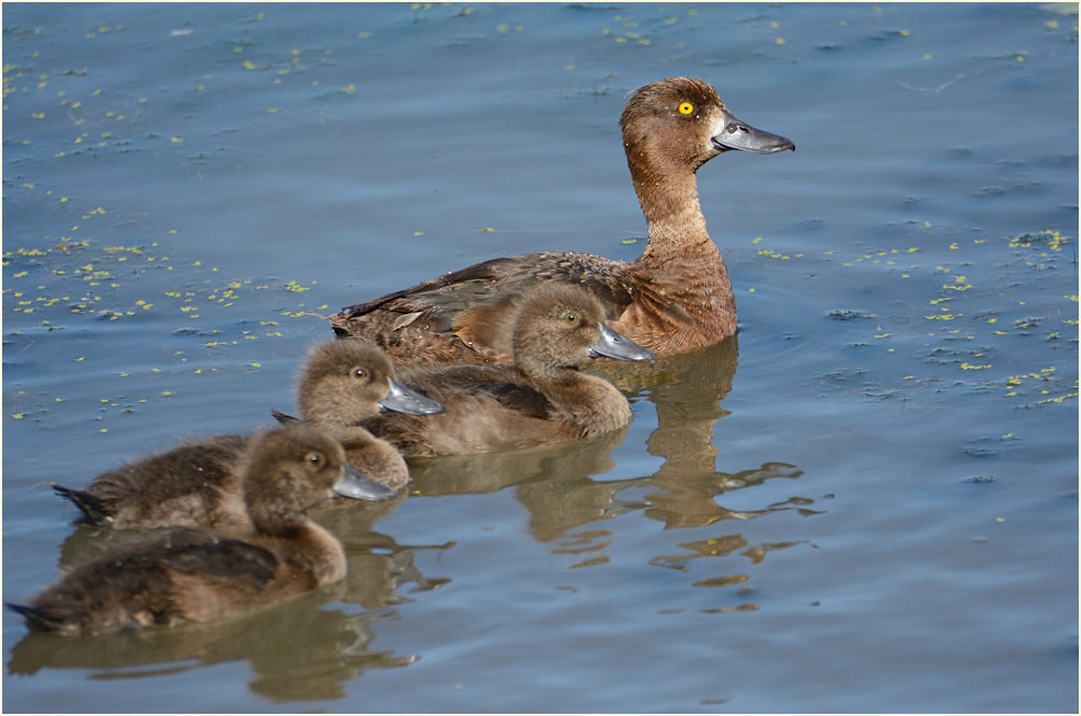 Reiherente (Aythya fuligula)