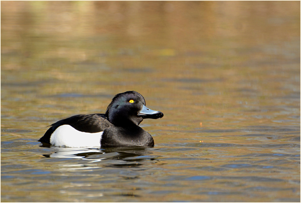 Reiherente (Aythya fuligula)