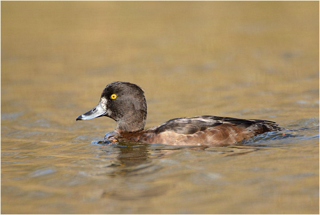 Reiherente (Aythya fuligula)