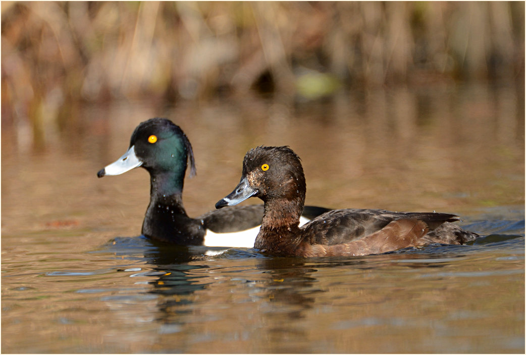 Reiherente (Aythya fuligula)