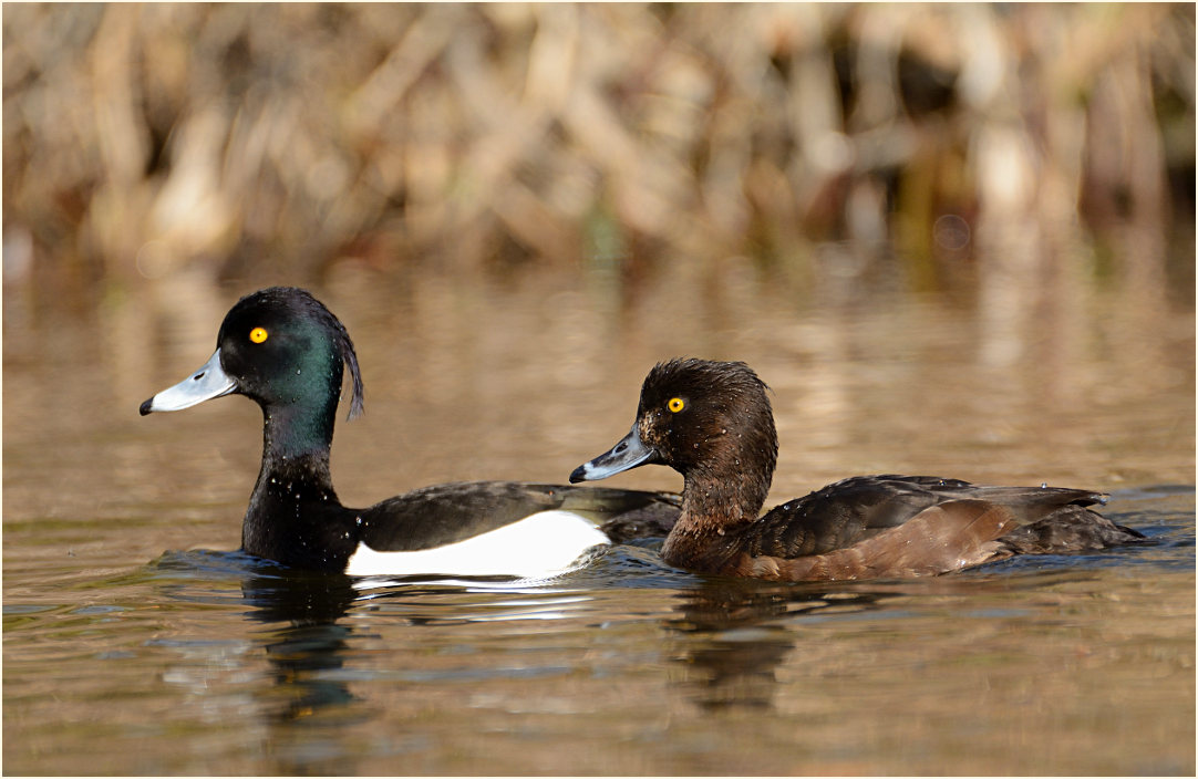 Reiherente (Aythya fuligula)