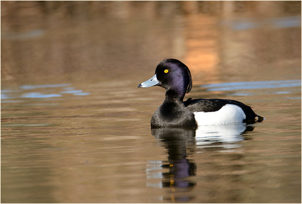 Reiherente (Aythya fuligula)