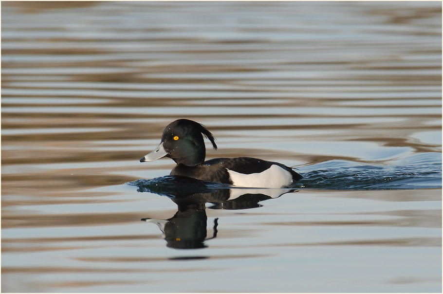 Reiherente (Aythya fuligula)