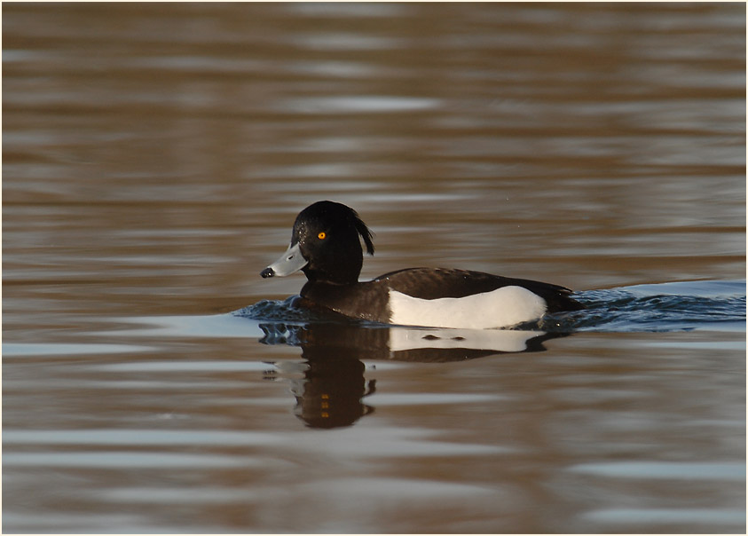 Reiherente (Aythya fuligula)