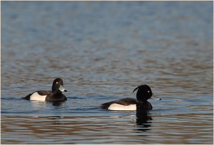 Reiherente (Aythya fuligula)