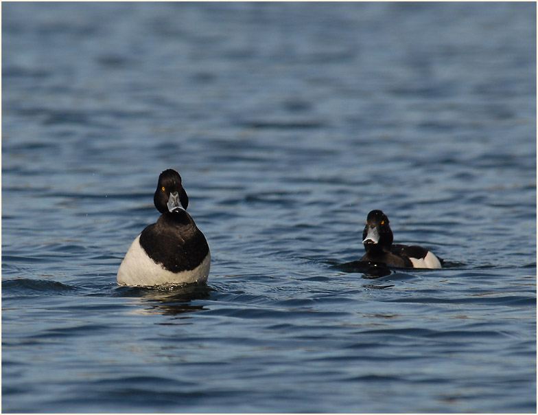 Reiherente (Aythya fuligula)