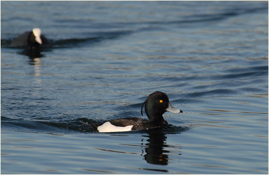 Reiherente (Aythya fuligula)