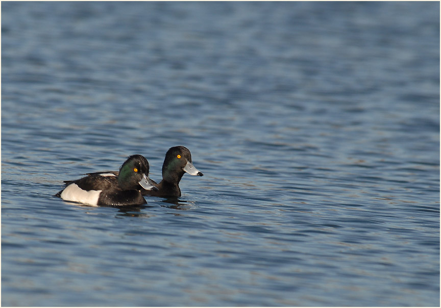 Reiherente (Aythya fuligula)