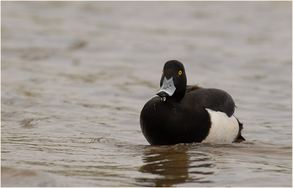 Reiherente (Aythya fuligula)