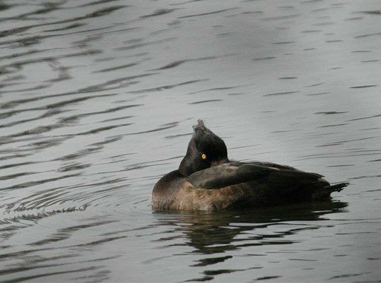 Reiherente (Aythya fuligula)