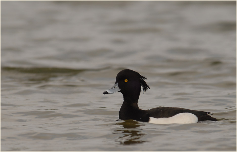 Reiherente (Aythya fuligula)