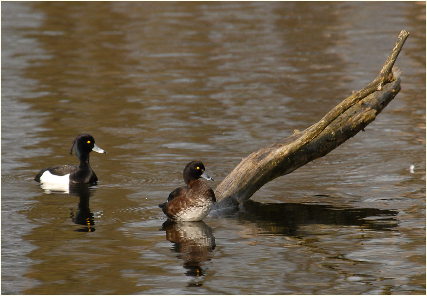 Reiherente (Aythya fuligula)