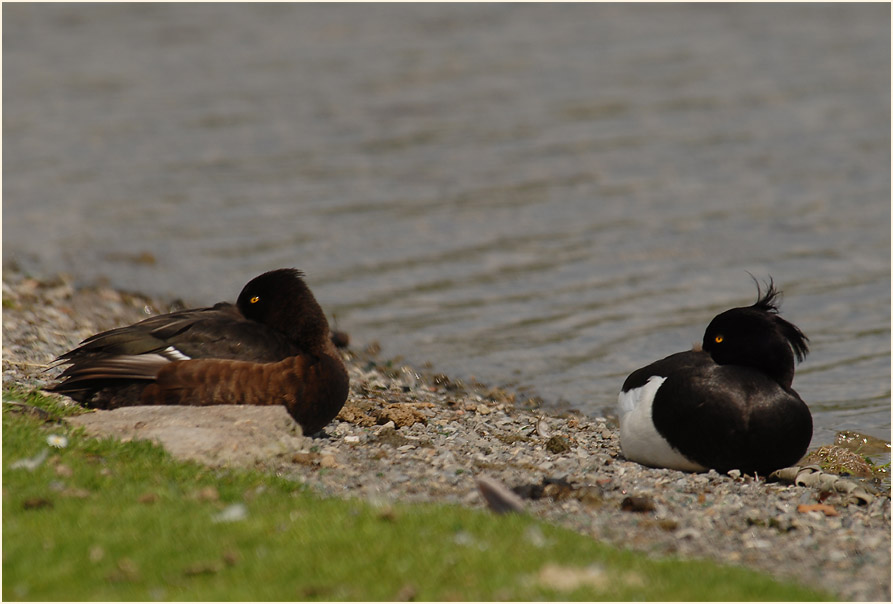 Reiherente (Aythya fuligula)