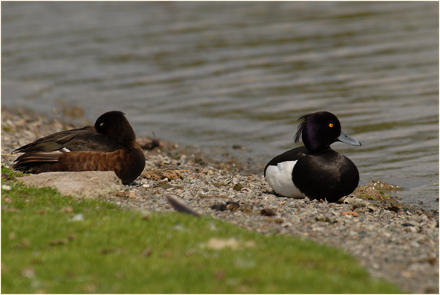 Reiherente (Aythya fuligula)