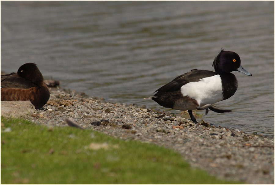 Reiherente (Aythya fuligula)