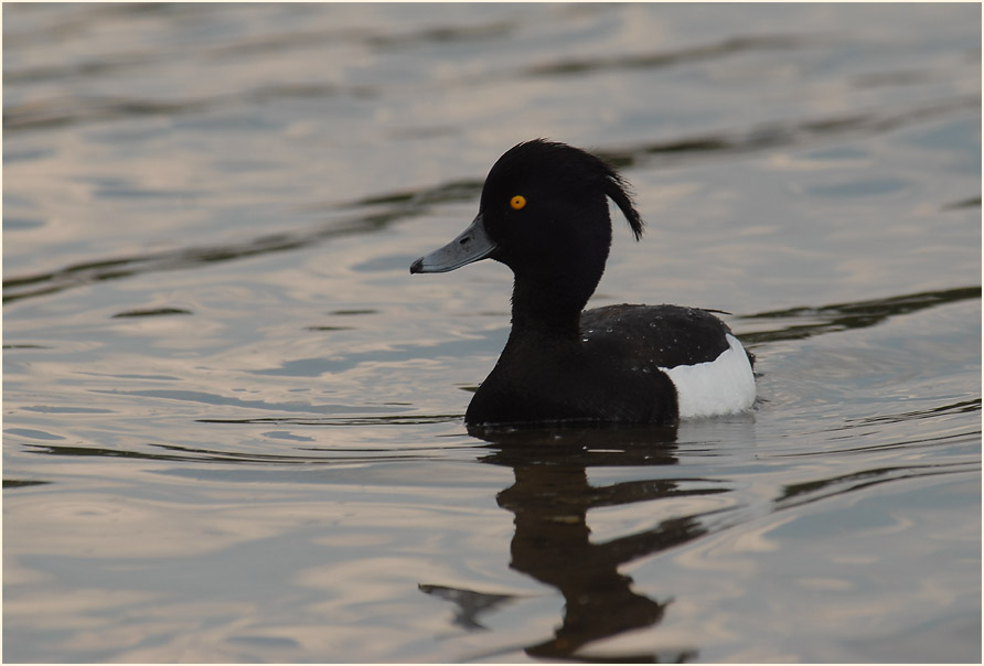 Reiherente (Aythya fuligula)