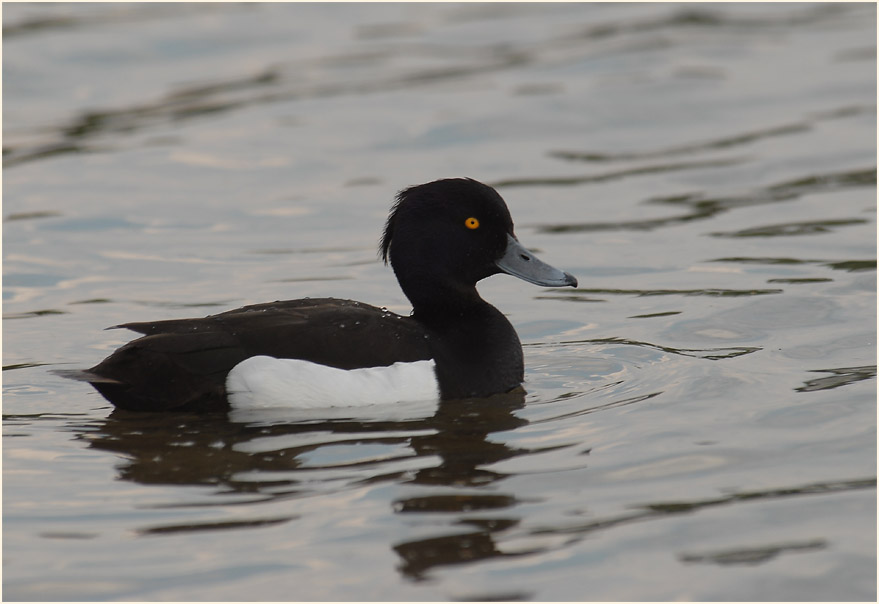 Reiherente (Aythya fuligula)