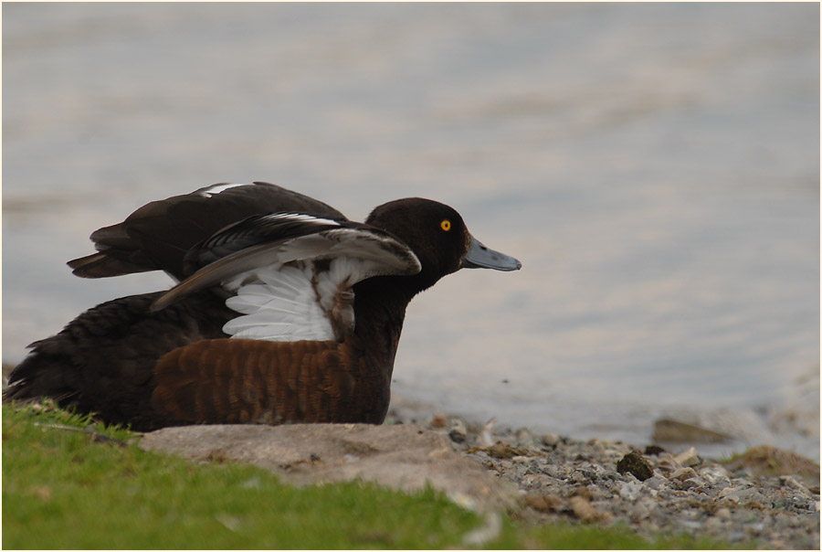 Reiherente (Aythya fuligula)