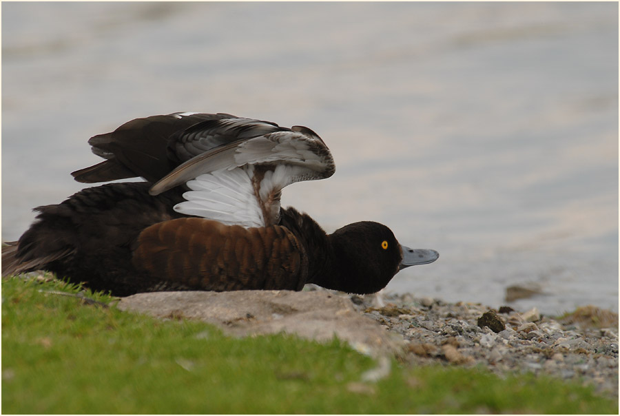 Reiherente (Aythya fuligula)