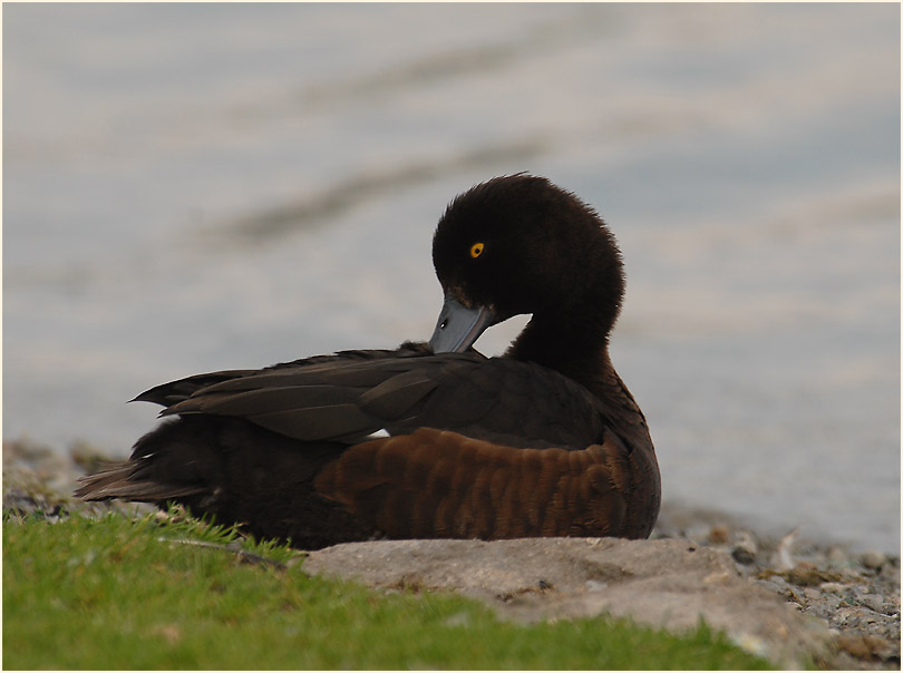 Reiherente (Aythya fuligula)