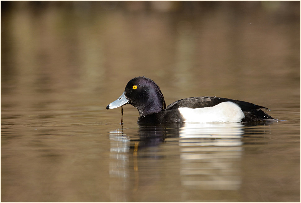 Reiherente (Aythya fuligula)