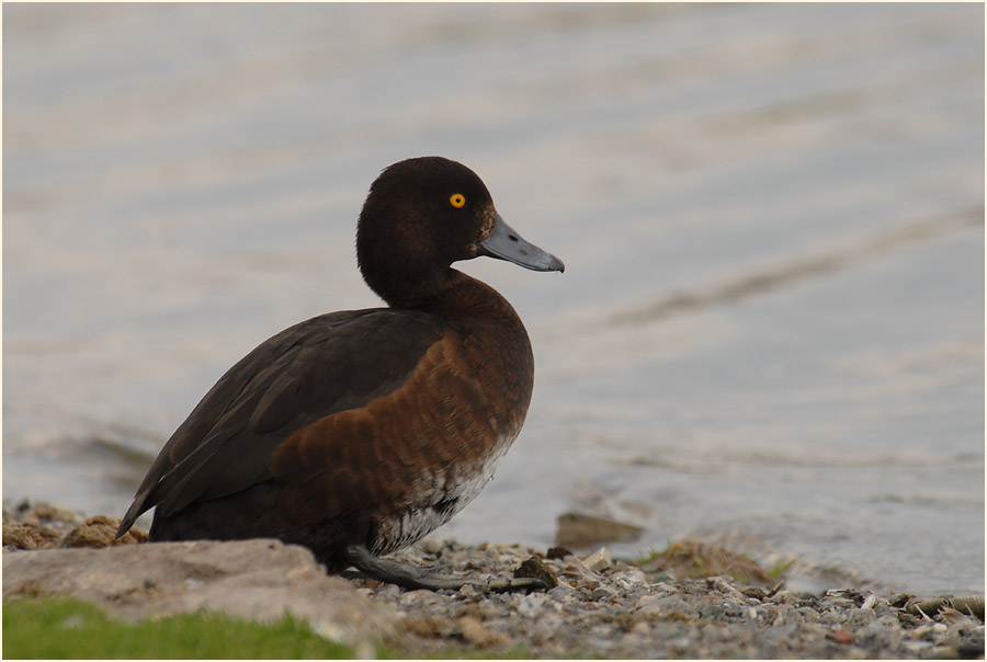 Reiherente (Aythya fuligula)