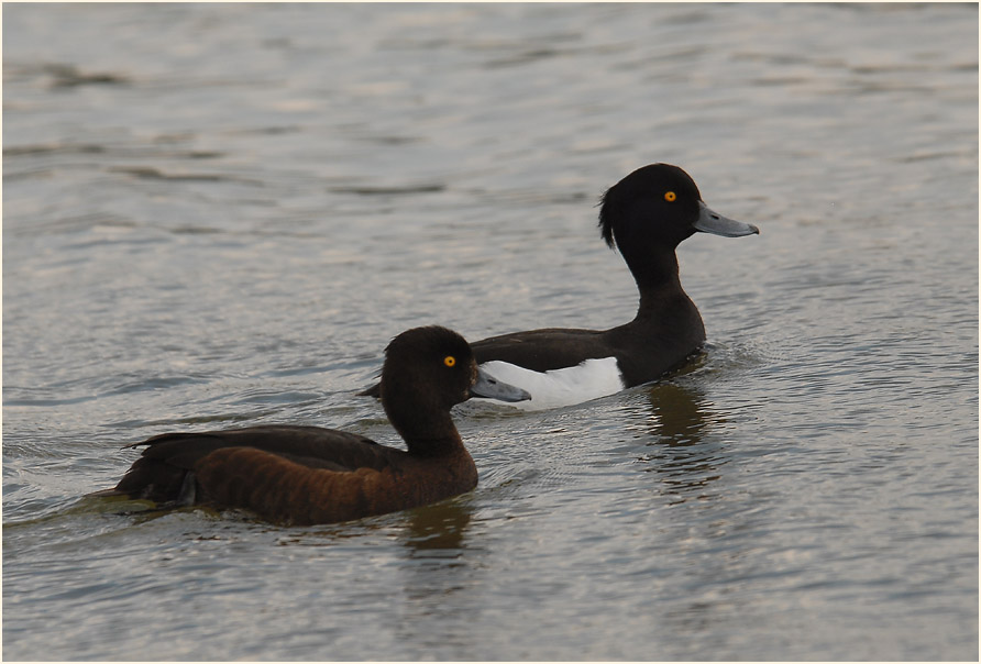 Reiherente (Aythya fuligula)