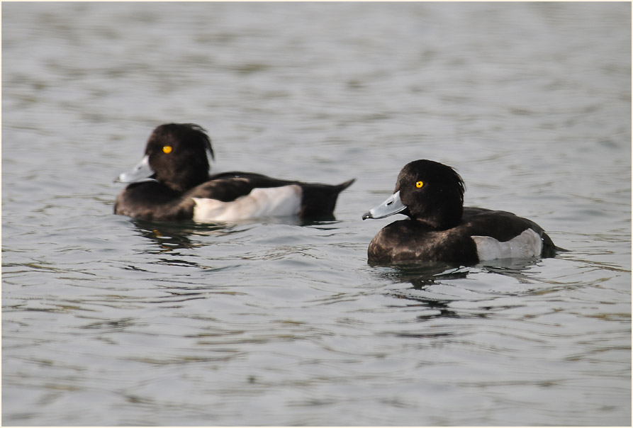 Reiherente (Aythya fuligula)