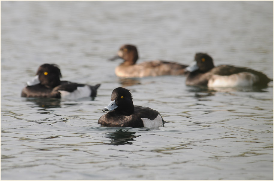 Reiherente (Aythya fuligula)