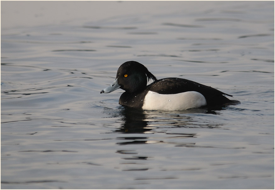 Reiherente (Aythya fuligula)