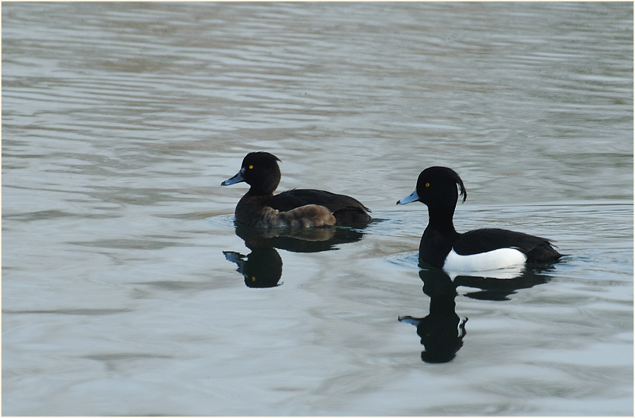 Reiherente (Aythya fuligula)