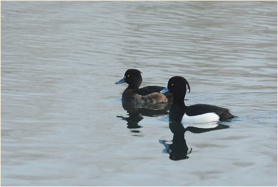 Reiherente (Aythya fuligula)