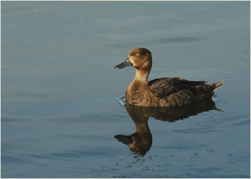 Reiherente (Aythya fuligula)