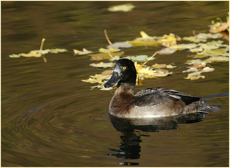 Reiherente (Aythya fuligula)