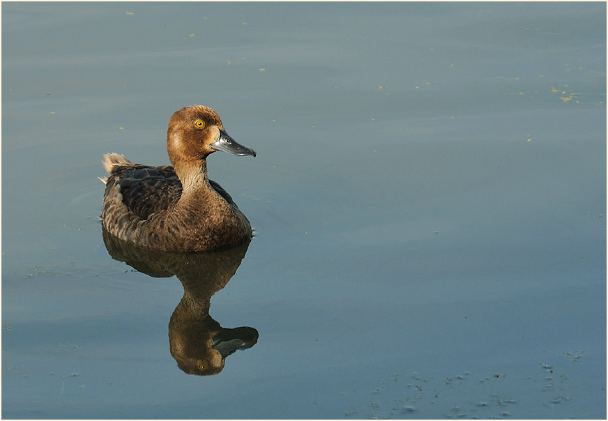 Reiherente (Aythya fuligula)