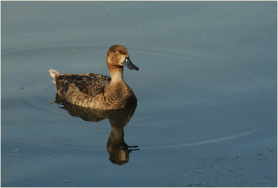 Reiherente (Aythya fuligula)