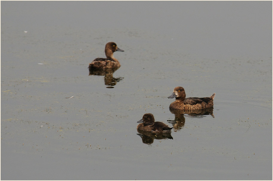 Reiherente (Aythya fuligula)