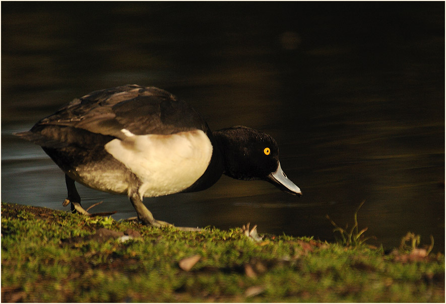 Reiherente (Aythya fuligula)