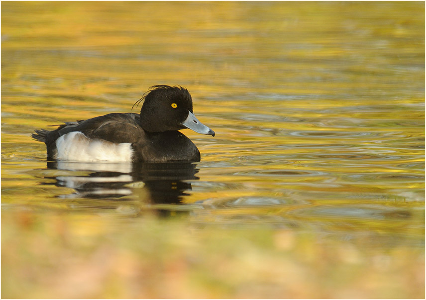 Reiherente (Aythya fuligula)