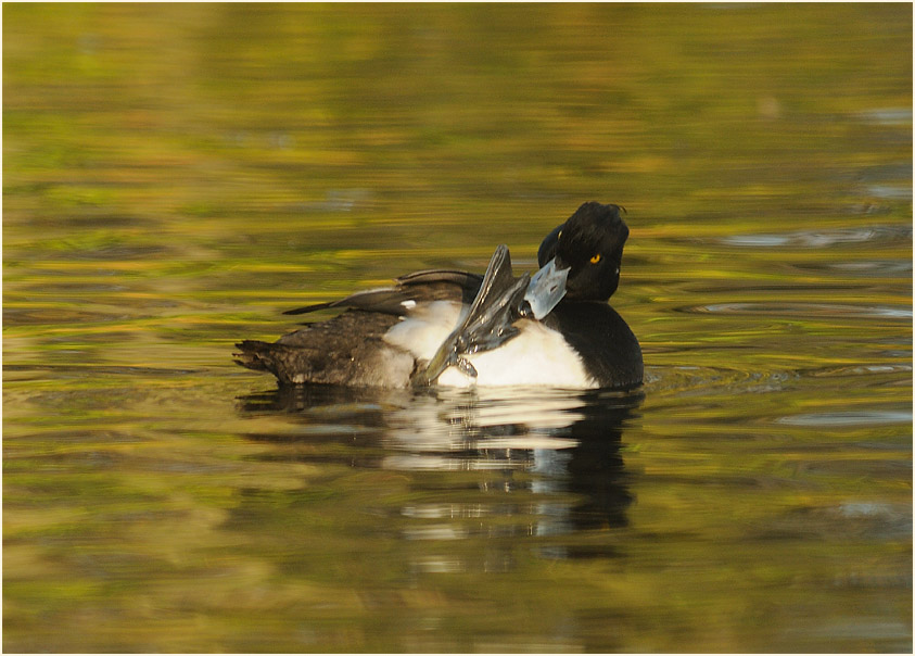 Reiherente (Aythya fuligula)