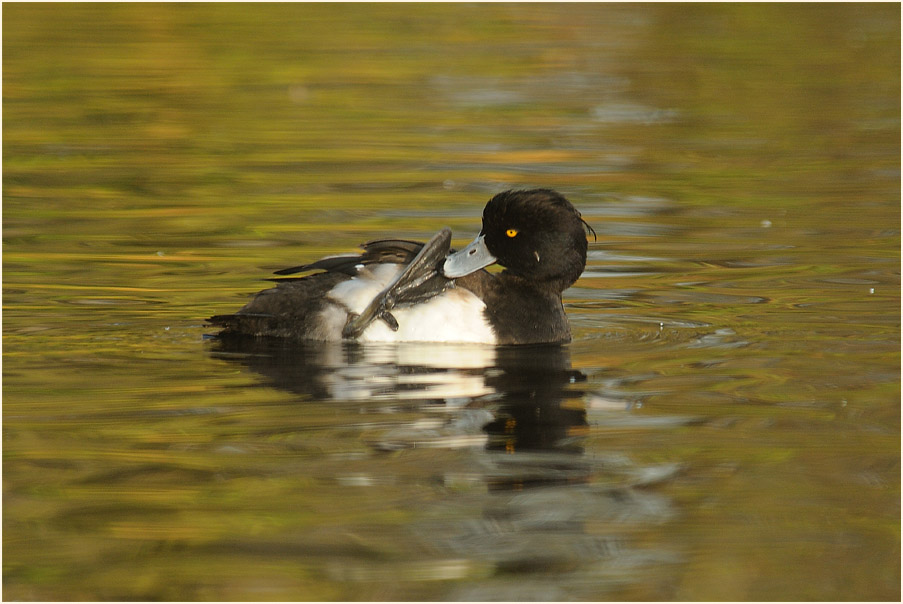 Reiherente (Aythya fuligula)