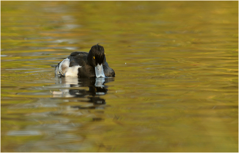 Reiherente (Aythya fuligula)