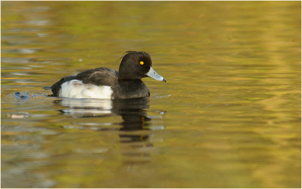 Reiherente (Aythya fuligula)