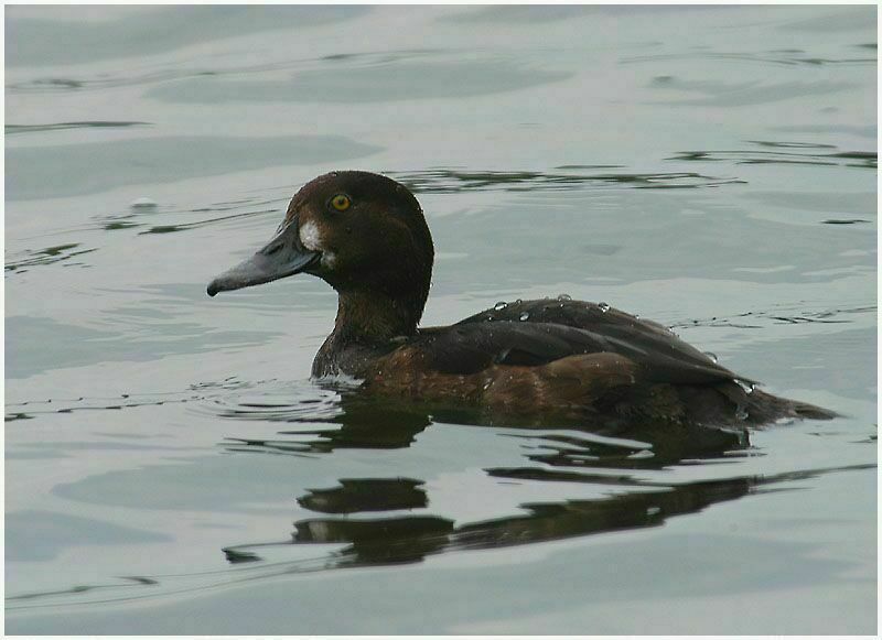 Reiherente (Aythya fuligula)