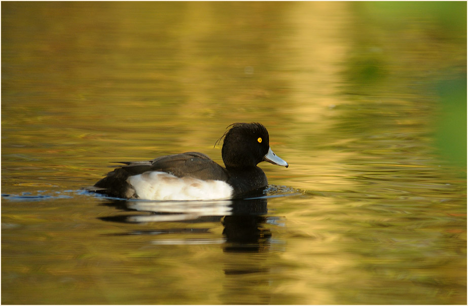 Reiherente (Aythya fuligula)